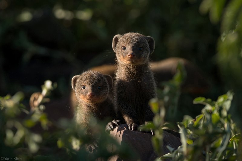 How Mongooses Raise Their Young In The Wild