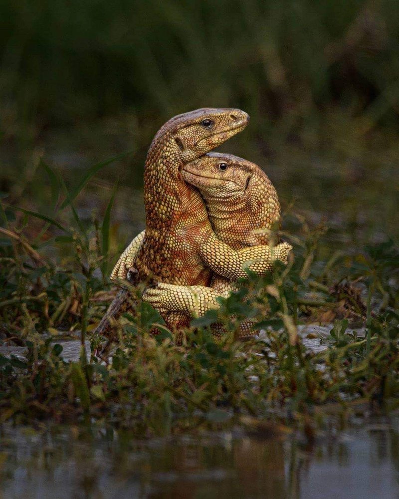 How Monitor Lizards Raise Their Young In The Wild