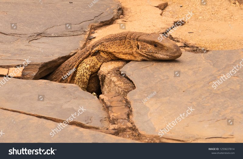 How Monitor Lizards Survive In Harsh Environments