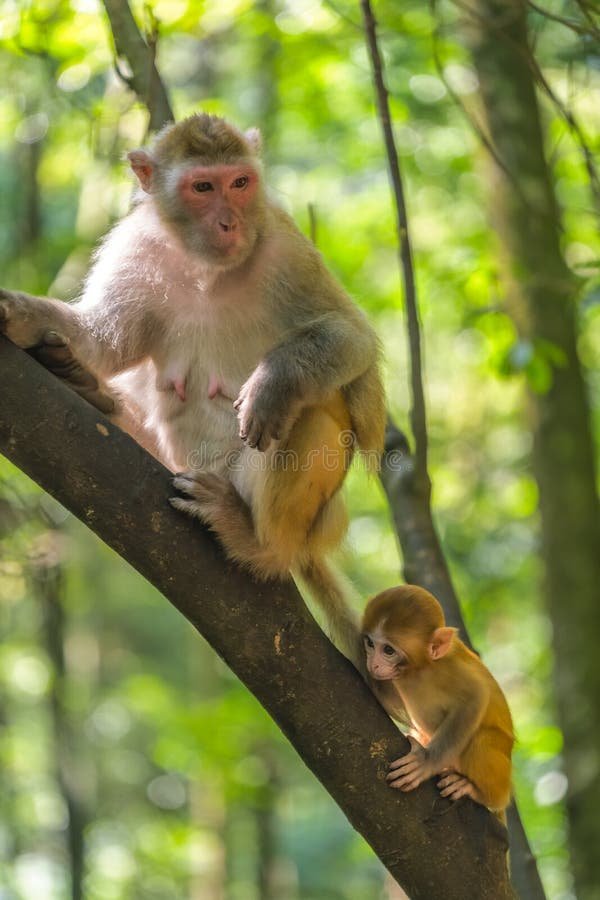 How Monkeys Raise Their Young In The Wild