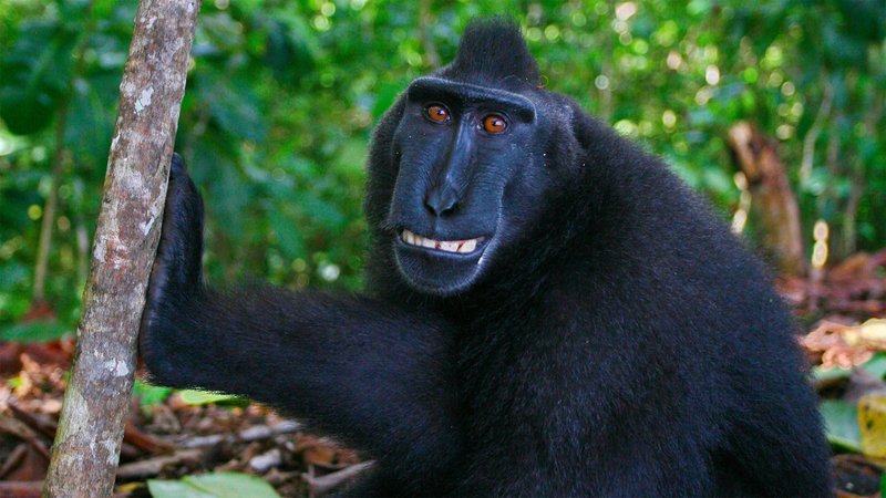 How Monkeys Survive In Harsh Environments