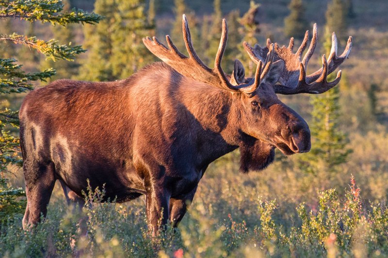 How Mooses Raise Their Young In The Wild