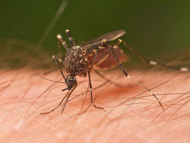 How Mosquitos Communicate And Interact