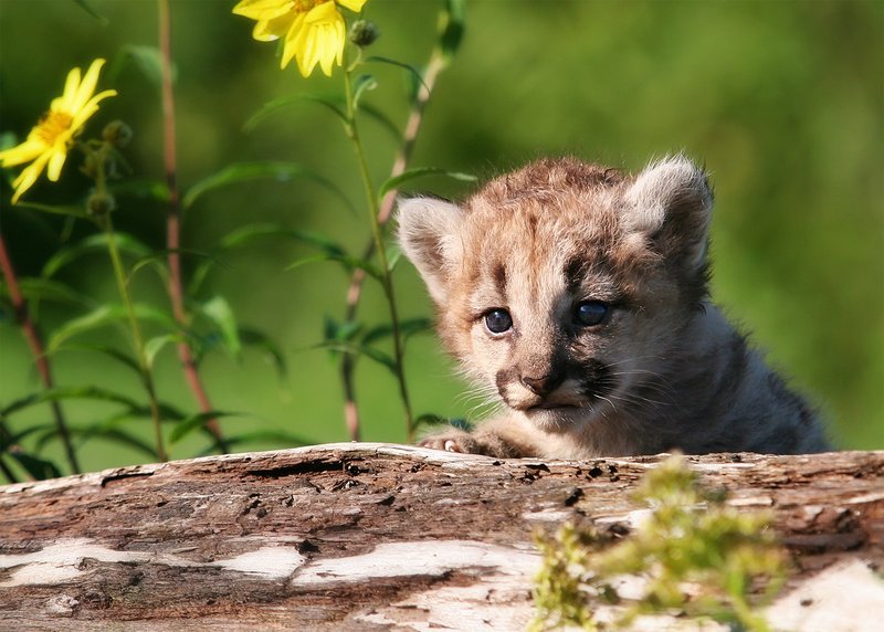 How Mountain Lions Raise Their Young In The Wild