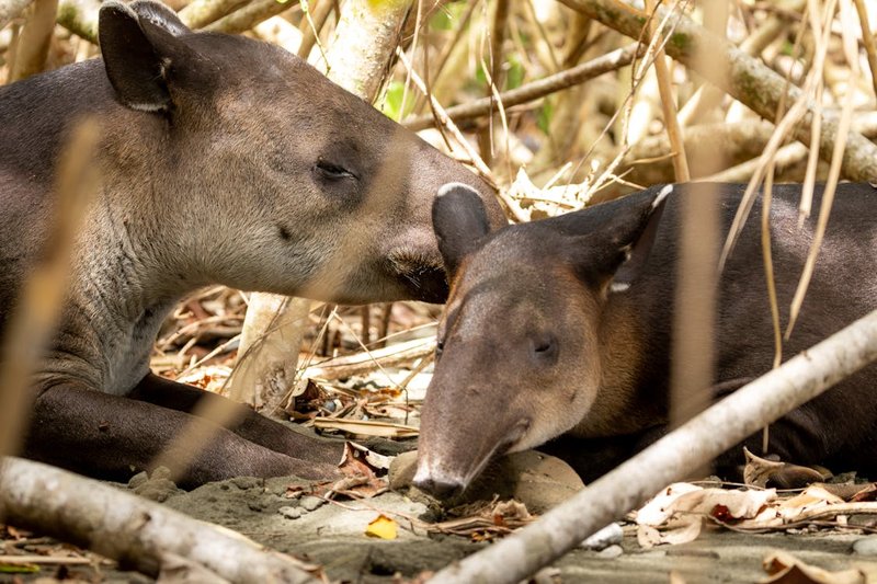 How Mountain Tapirs Raise Their Young In The Wild
