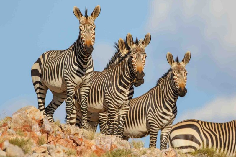 How Mountain Zebras Survive In Harsh Environments