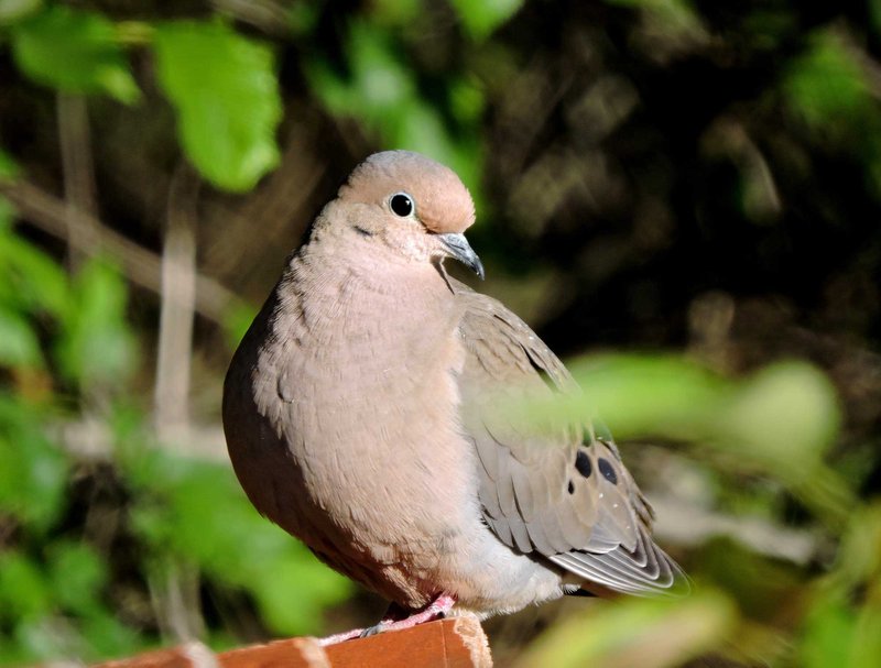 How Mourning Doves Adapt To Their Environment