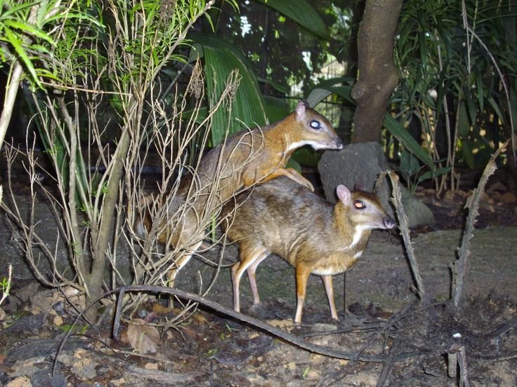How Mouse Deers Raise Their Young In The Wild