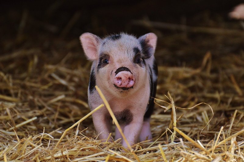 How Much Does It Cost To Keep A Pet Pig?