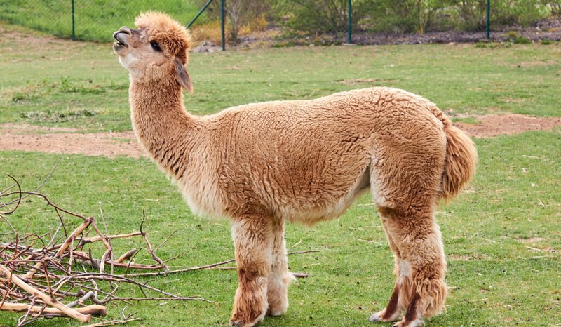 How Much Does It Cost To Own And Maintain A Llama?