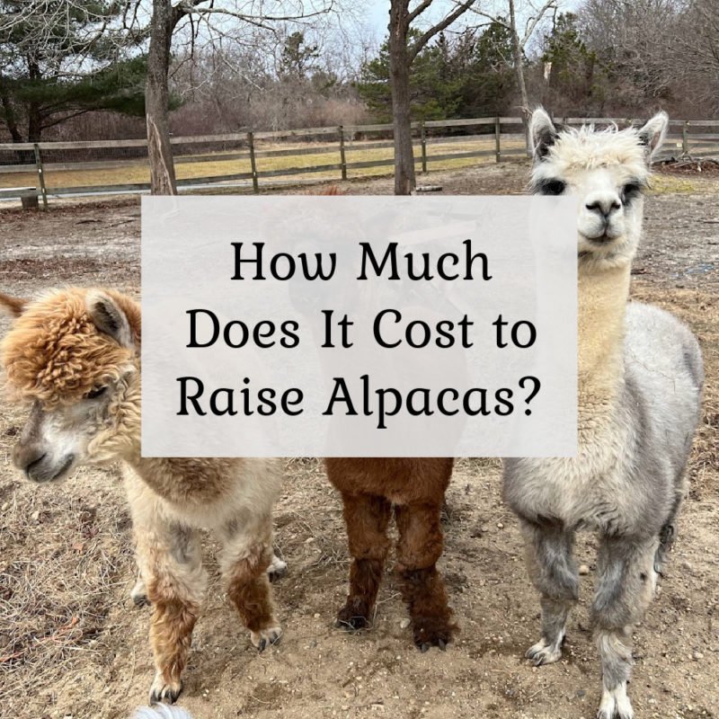 How Much Does It Cost To Raise Alpacas?