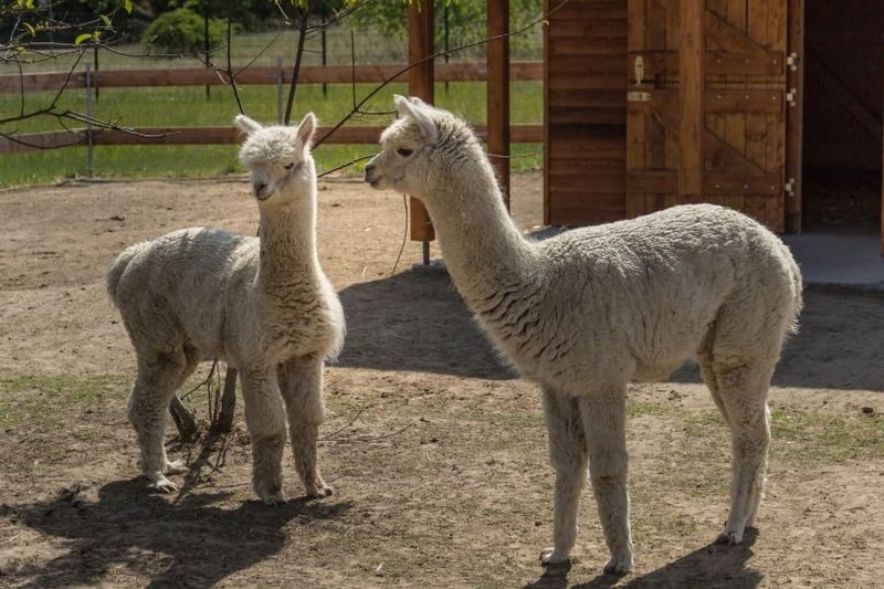 How Much Space Do You Need For A Llama?