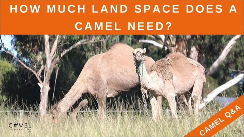 How Much Space Do You Need To Keep A Camel?