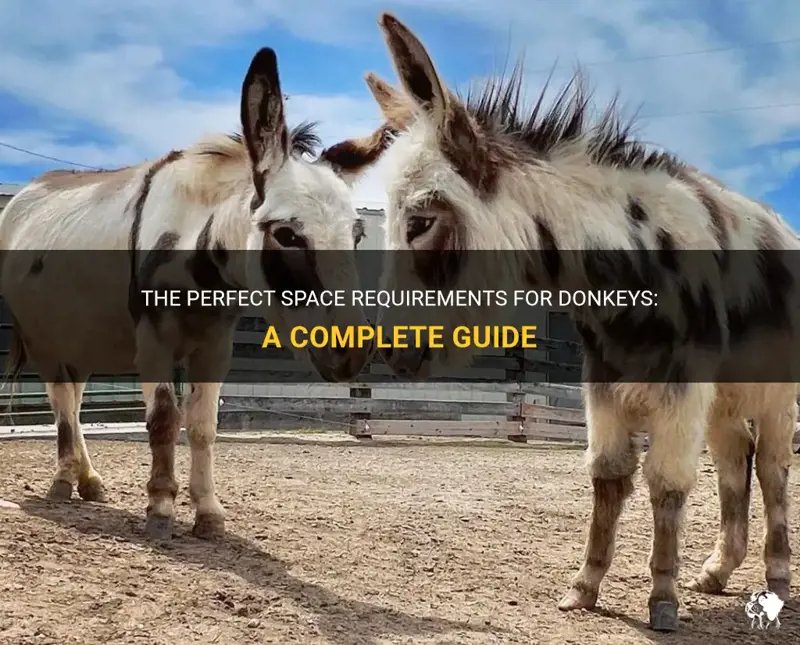 How Much Space Do You Need To Keep A Donkey?
