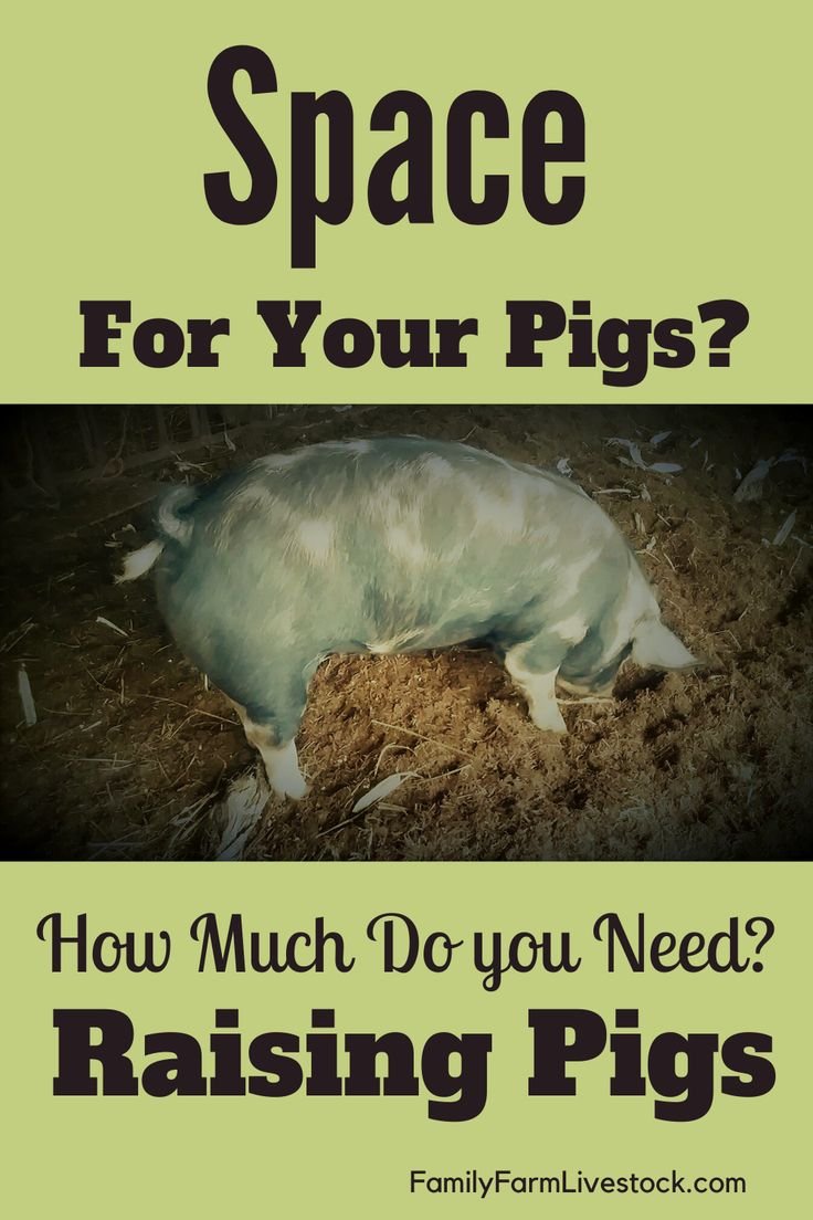 How Much Space Do You Need To Raise A Pig?