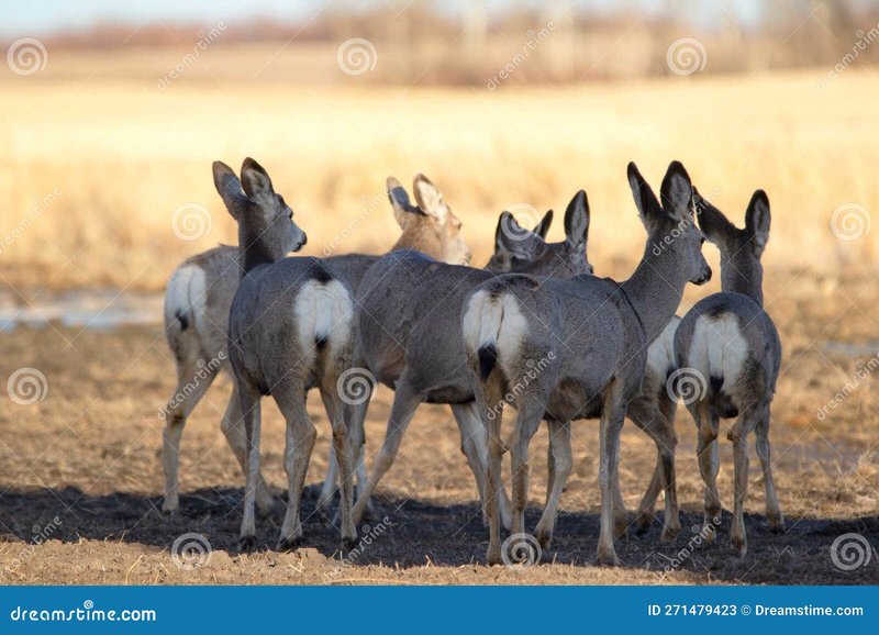 How Mule Deers Raise Their Young In The Wild