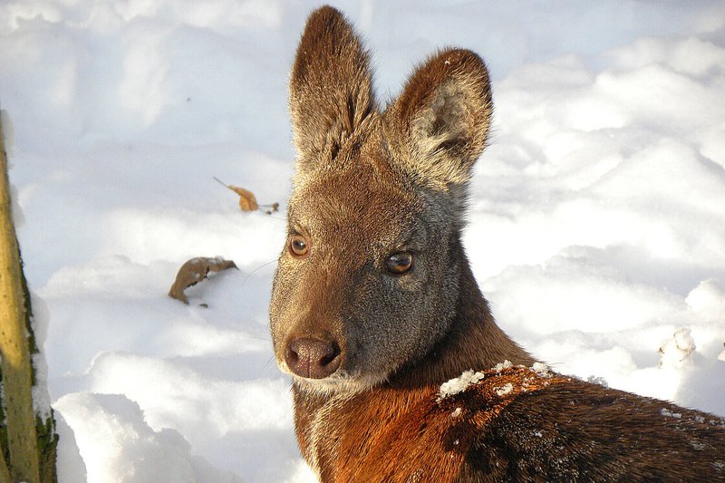 How Musk Deers Raise Their Young In The Wild