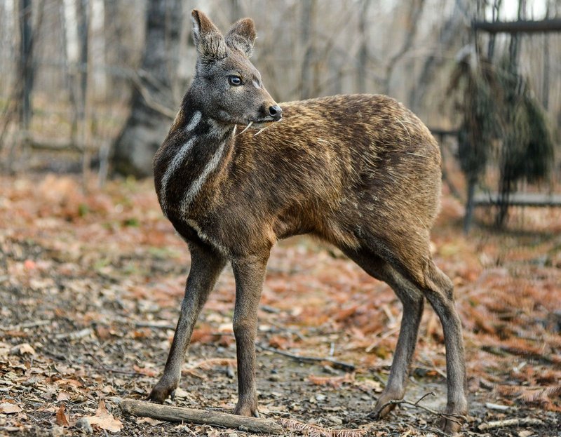 How Musk Deers Survive In Harsh Environments
