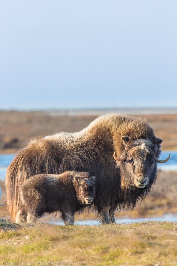 How Muskoxs Raise Their Young In The Wild