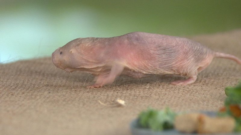 How Naked Mole Rats Raise Their Young In The Wild