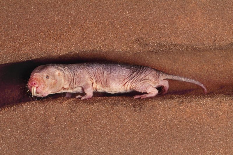 How Naked Mole Rats Survive In Harsh Environments