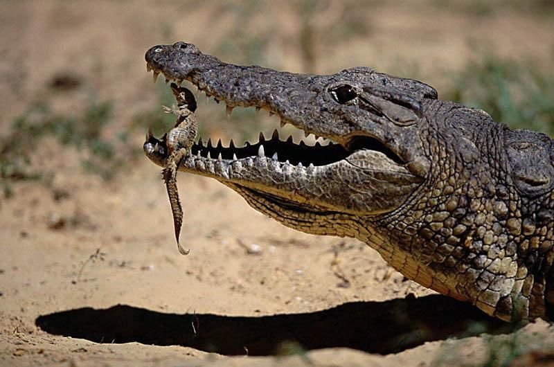 How Nile Crocodiles Raise Their Young In The Wild