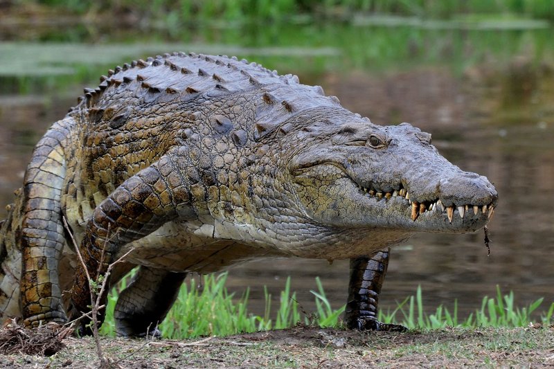 How Nile Crocodiles Survive In Harsh Environments