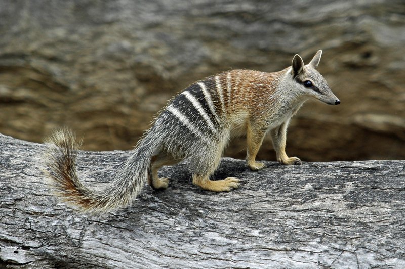 How Numbats Survive In Harsh Environments