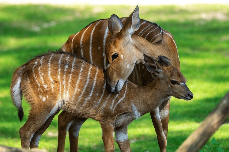 How Nyalas Survive In Harsh Environments
