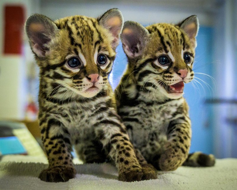 How Ocelots Raise Their Young In The Wild