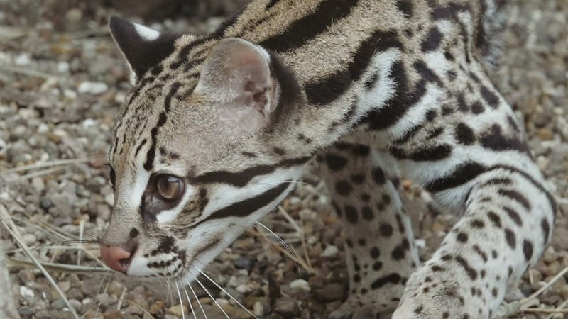 How Ocelots Survive In Harsh Environments
