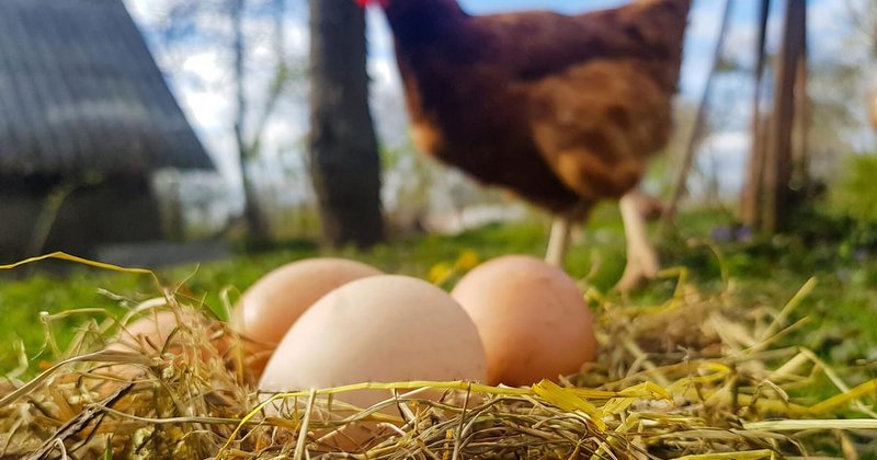 How Often Do Chickens Lay Eggs? What Affects Production