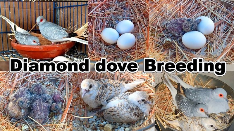 How Often Do Doves Lay Eggs? Breeding Considerations