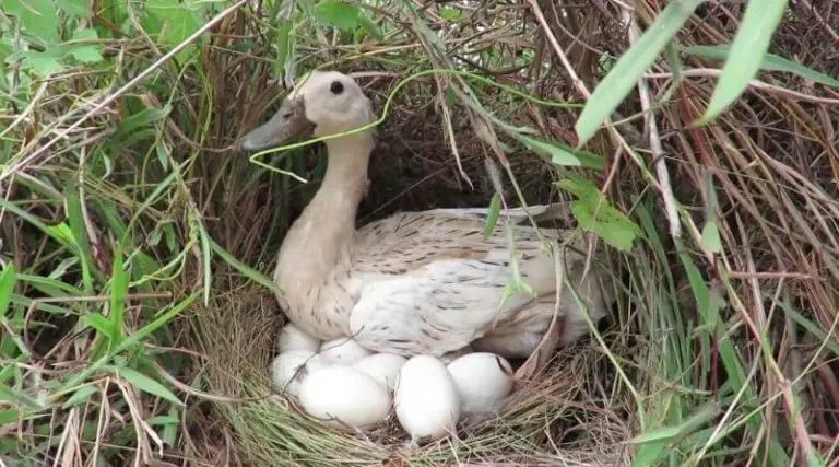 How Often Do Ducks Lay Eggs? Tips For Better Production