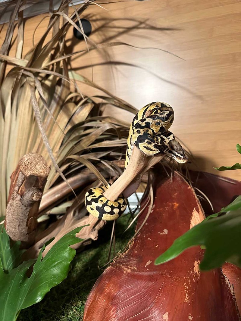 How Often Should You Clean A Ball Python Enclosure?