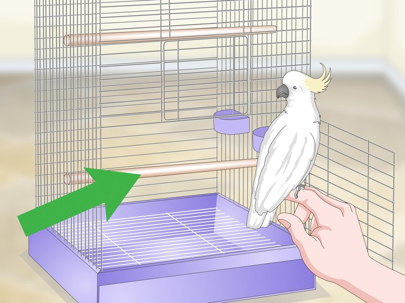 How Often Should You Clean A Cockatiel'S Cage?