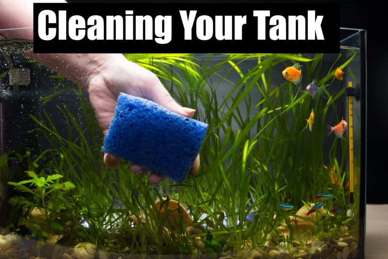How Often Should You Clean A Freshwater Fish Tank?