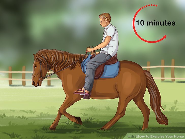 How Often Should You Exercise Your Horse?