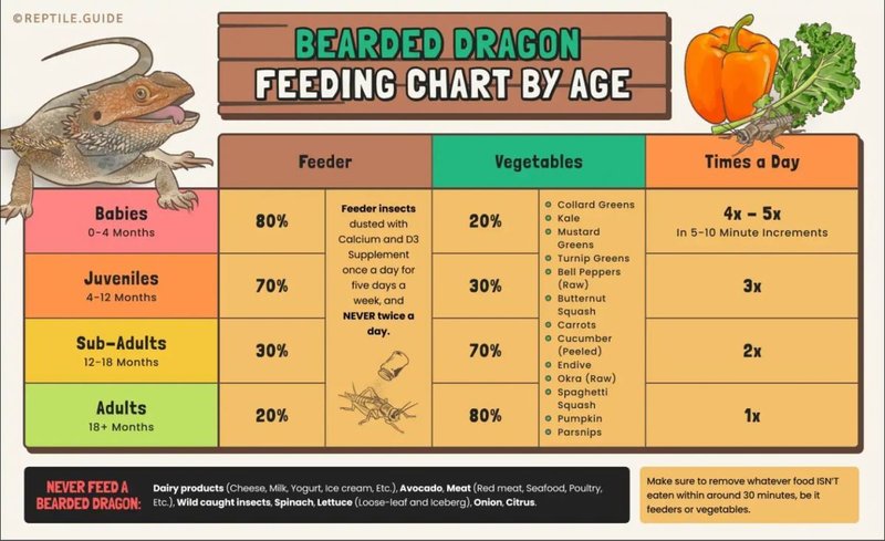 How Often Should You Feed Your Bearded Dragon?