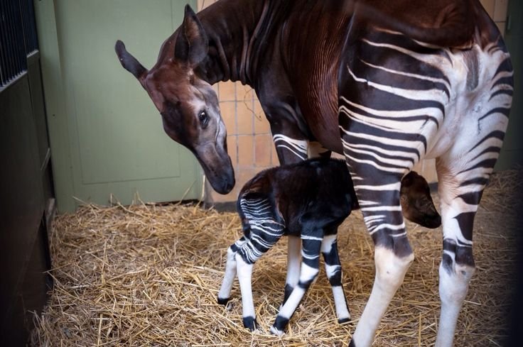 How Okapis Survive In Harsh Environments