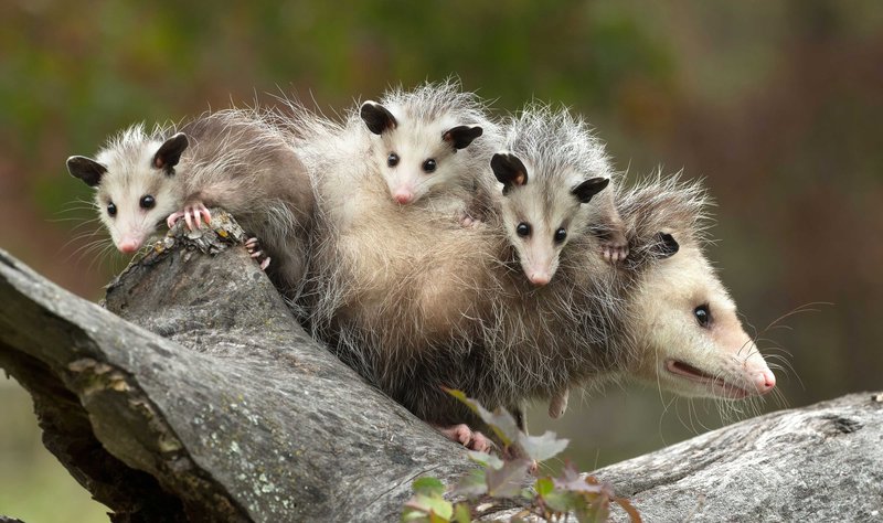 How Opossums Raise Their Young In The Wild