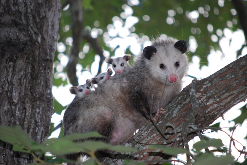 How Opossums Survive In Harsh Environments