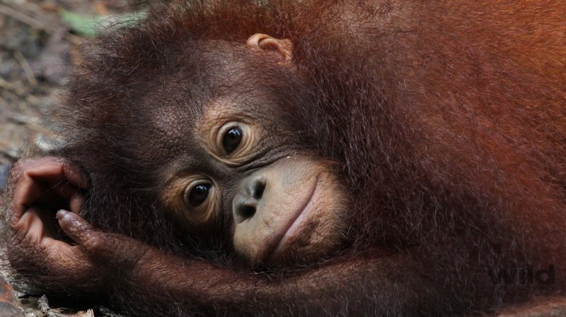 How Orangutans Raise Their Young In The Wild