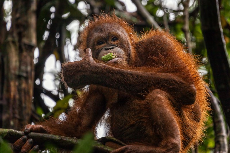 How Orangutans Survive In Harsh Environments
