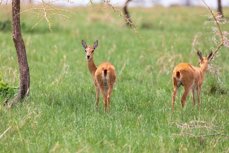 How Oribis Raise Their Young In The Wild