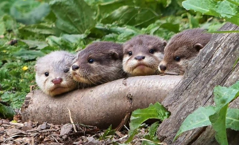 How Otters Raise Their Young In The Wild