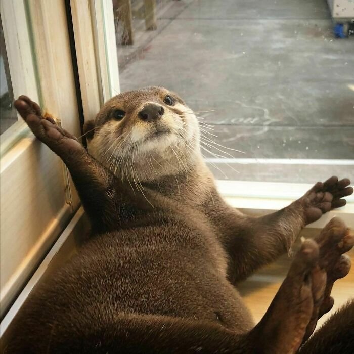 How Otters Survive In Harsh Environments