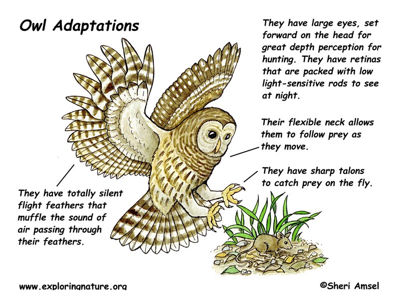 How Owls Adapt To Their Environment