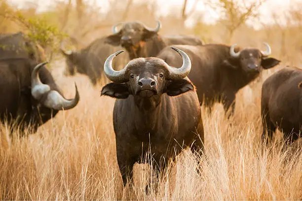 How Oxs Raise Their Young In The Wild