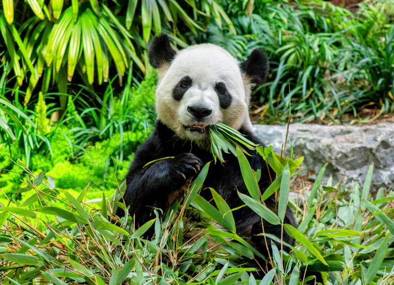 How Pandas Raise Their Young In The Wild